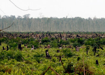 Los bosques de Indonesia siguen amenazados por la industria del aceite de palma, según una nueva investigación de Greenpeace