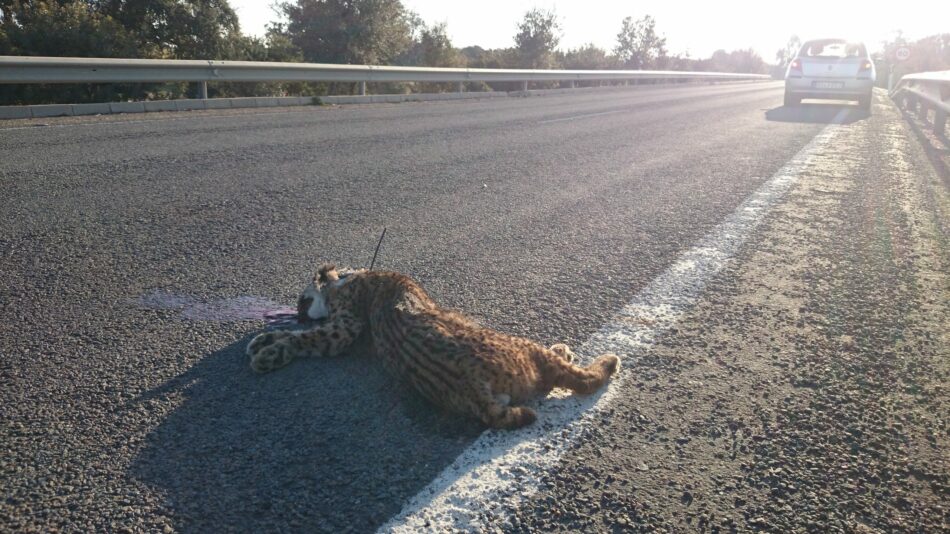 34 linces ibéricos murieron en 2017 por atropellos, furtivismo y otras causas no naturales