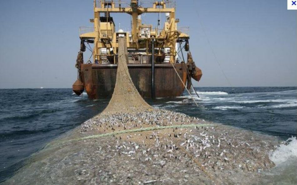 EQUO Asturias considera que el acuerdo europeo sobre pesca tendrá un impacto negativo en las poblaciones