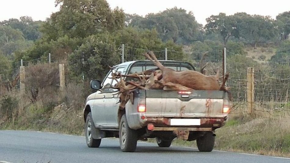 Nueva montería en Parque Nacional de Monfragüe este Sábado y críticas al plan de acción selectiva