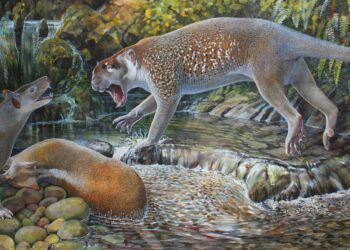 Hallan especie extinta de león marsupial del tamaño de un perro