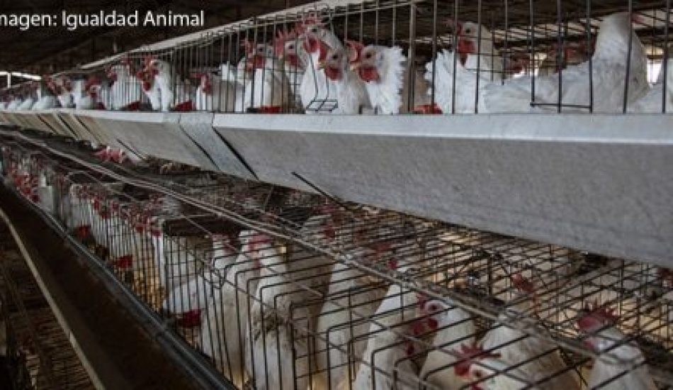 El Partido Animalista pedirá que se prohíba en España la venta de huevos de gallinas criadas en jaulas