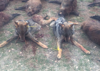 Denuncian la caza ilegal y muerte de 4 lobos y de otro moribundo en Valladolid