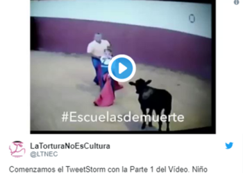 La Tortura No Es Cultura revela vídeo de niño matando becerro y  exige que los menores no puedan asistir a clases de tauromaquia como dicta la ONU