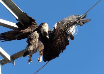 Compromís porta al Senat la silenciada electrocució d’aus protegides a les línies aèries de tot el país