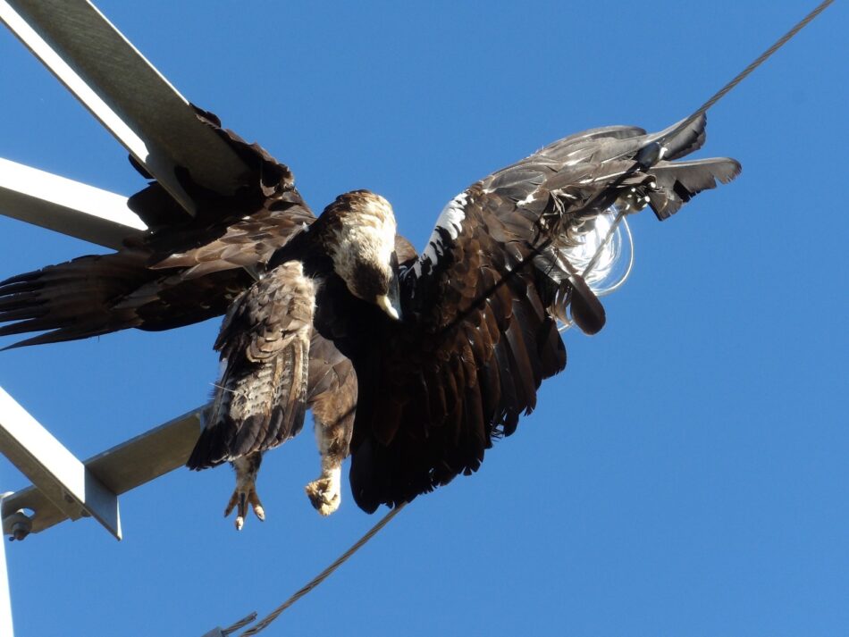 Compromís porta al Senat la silenciada electrocució d’aus protegides a les línies aèries de tot el país