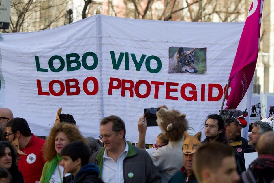 EQUO espera que un apoyo masivo a la manifestación por el lobo de este domingo “haga también a la Junta abrir los ojos”