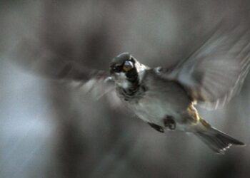 EQUO urge al Gobierno a tomar medidas contra la extinción de especies a causa del cambio climático