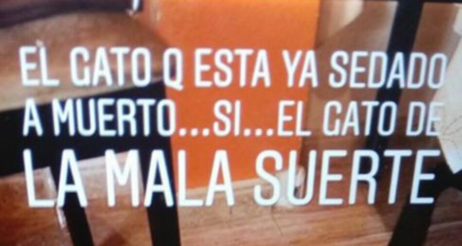 Mata a un gato centrifugándolo en la lavadora y lo comparte en Instagram