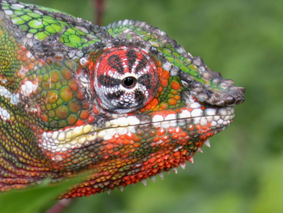 El camaleón inspira un nuevo material sintético que se endurece y cambia de color