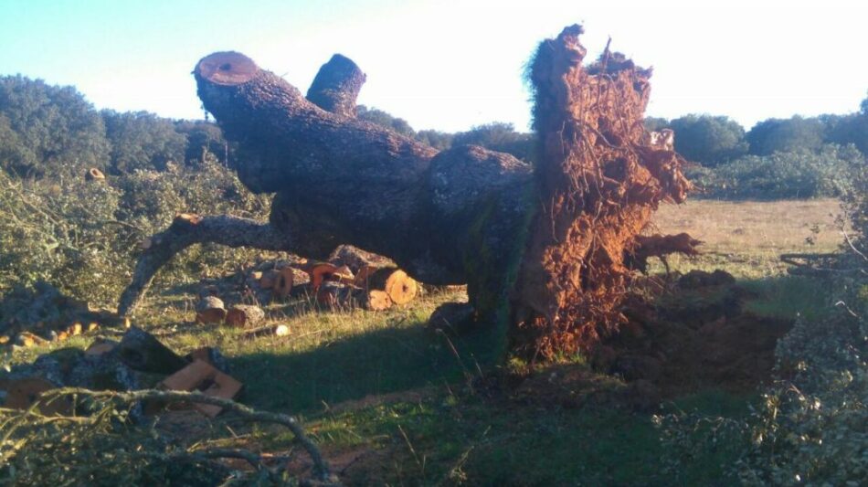 Unidos Podemos exige al Gobierno mecanismos efectivos contra la tala ilegal