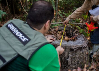 El oscuro negocio de la tala ilegal de madera de Ipe daña de forma irreversible la selva amazónica y sus comunidades