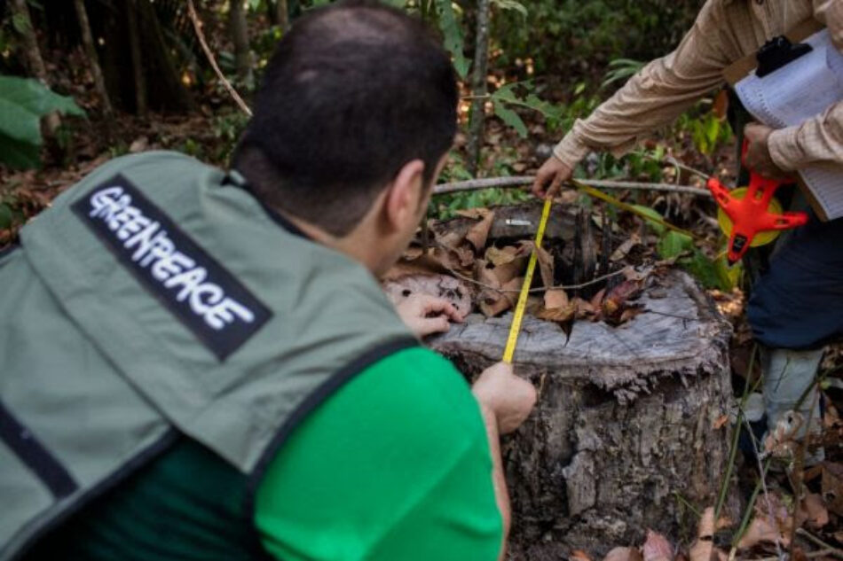 El oscuro negocio de la tala ilegal de madera de Ipe daña de forma irreversible la selva amazónica y sus comunidades