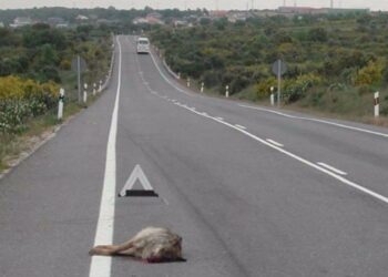 El Congreso de los Diputados insta al Gobierno a construir pasos de fauna para evitar los atropellos de lobos en la carretera A-1 en Somosierra (Madrid)