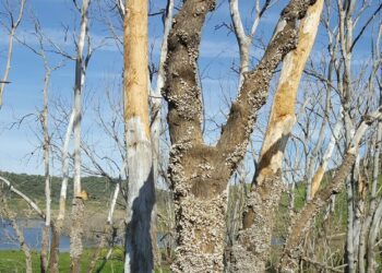 PP, Ciudadanos, PNV y PDeCAT dan jaque a la conservación de la naturaleza