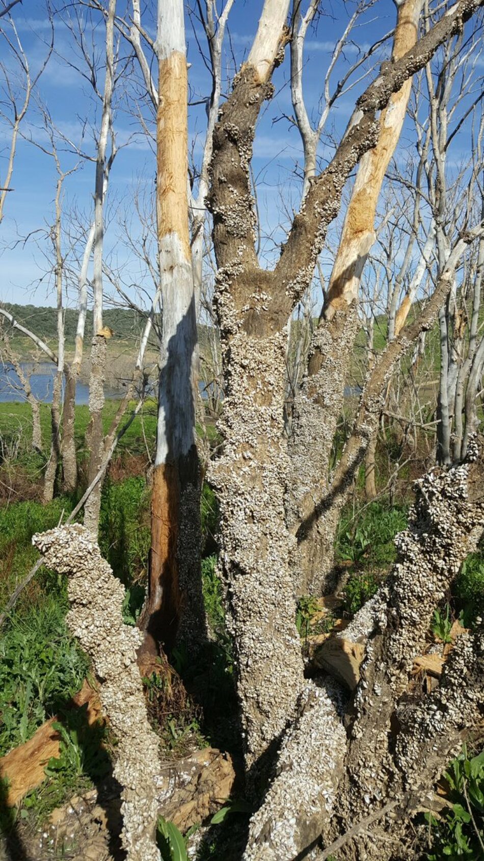 PP, Ciudadanos, PNV y PDeCAT dan jaque a la conservación de la naturaleza