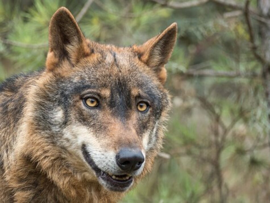 Cómo lograr una convivencia pacífica entre lobos y humanos