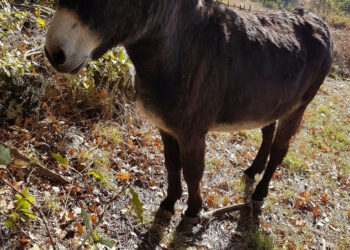 LIBERA! y Fundación Franz Weber trasladan a Medio Rural varios casos de crueldad contra los animales