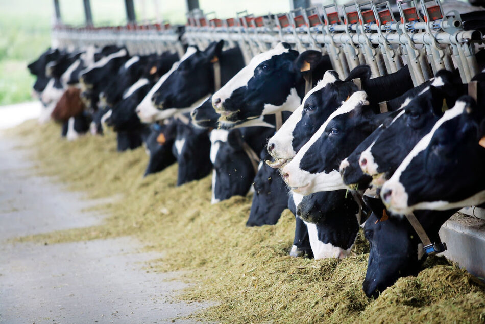 Greenpeace desafía a Barcelona, Madrid, Soria, Valencia y Zaragoza a que reduzcan su consumo de carne