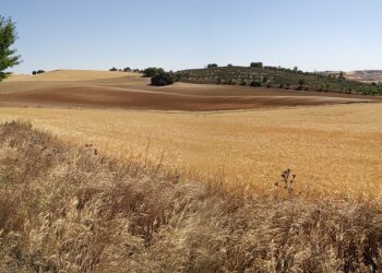 La Red de Custodia Agraria del proyecto LIFE Estepas de La Mancha para la protección de aves esteparias alcanza las 16.000 hectáreas