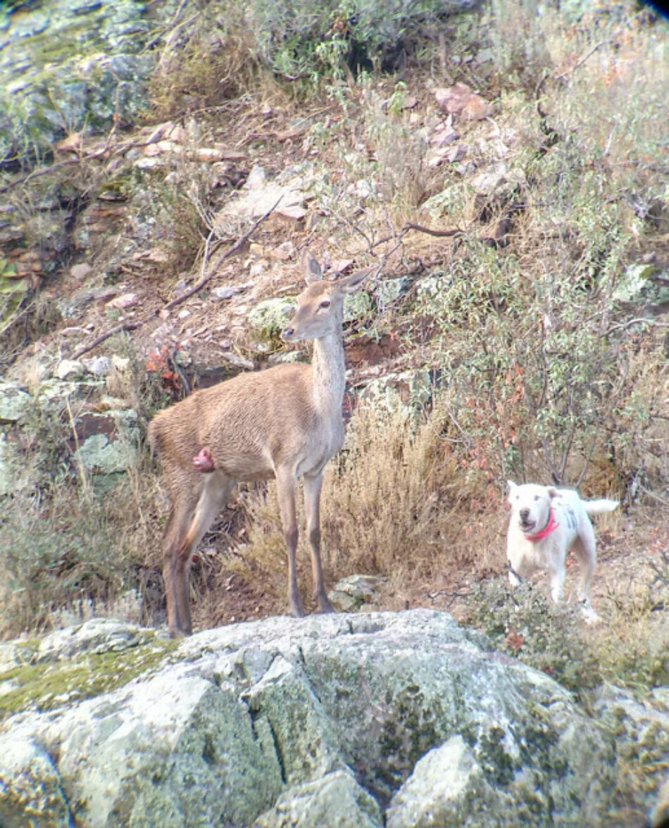 Ecologistas Extremadura presenta queja ante el defensor del pueblo por el plan de acción selectiva 2018 en Parque Nacional de Monfragüe