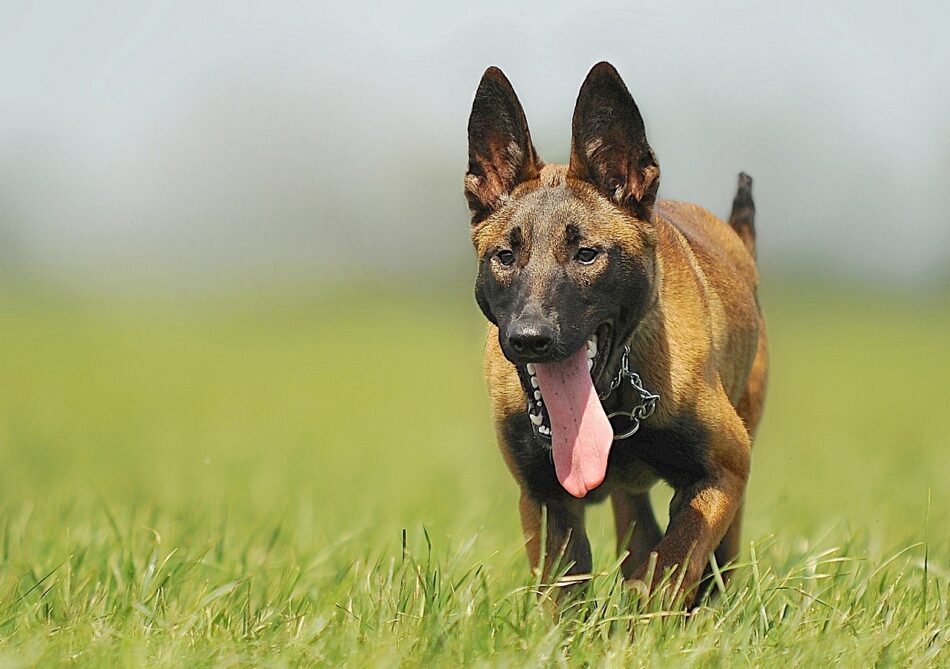 El calor y la contaminación pueden aumentar las mordeduras de perro según un estudio