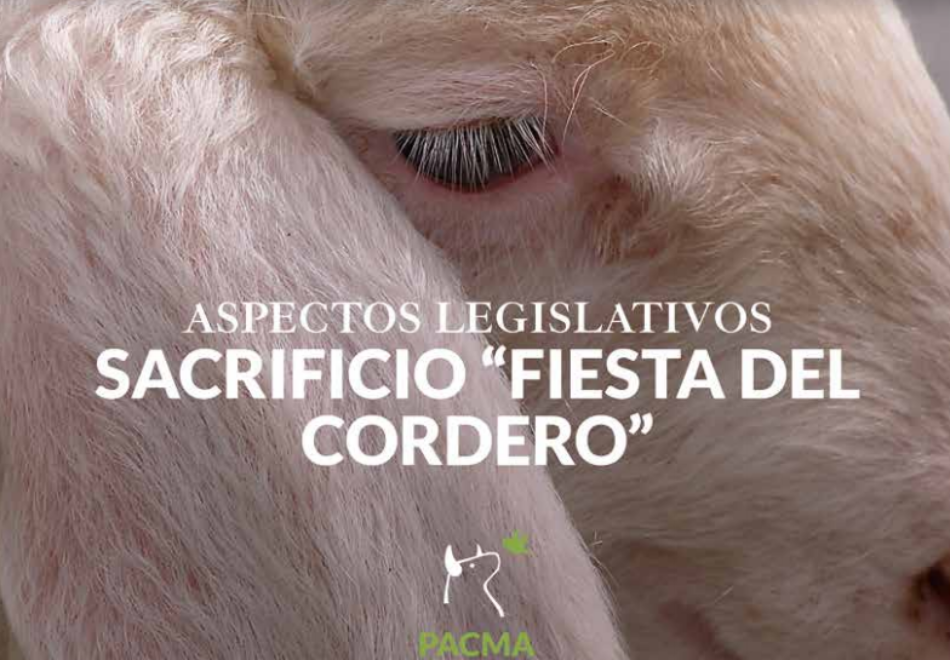 PACMA denuncia la ilegalidad de los sacrificios de corderos que se realizan hoy en toda España