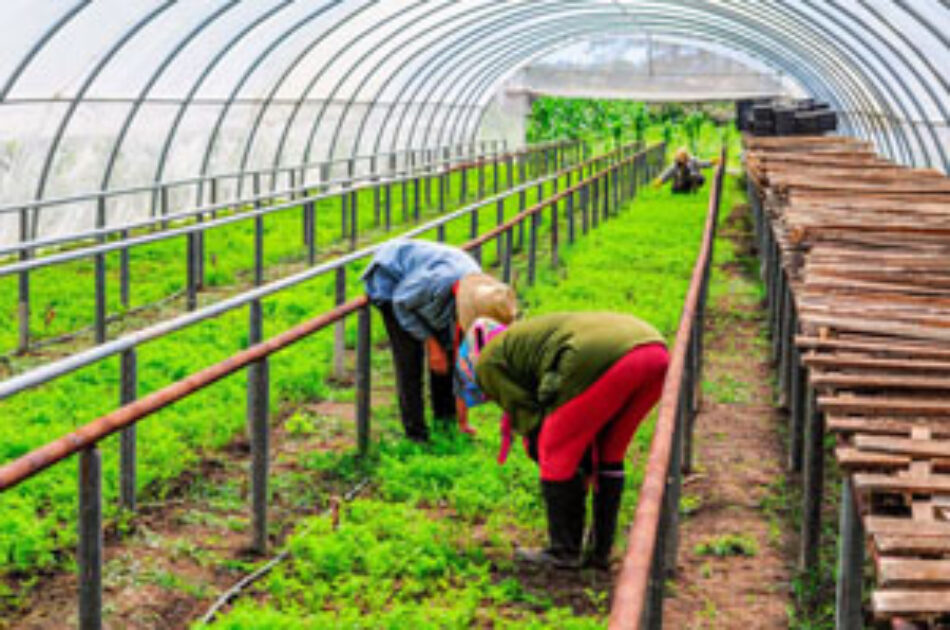 Cuba, líder mundial en agricultura urbana: no lo leerán, ya lo diga la FAO