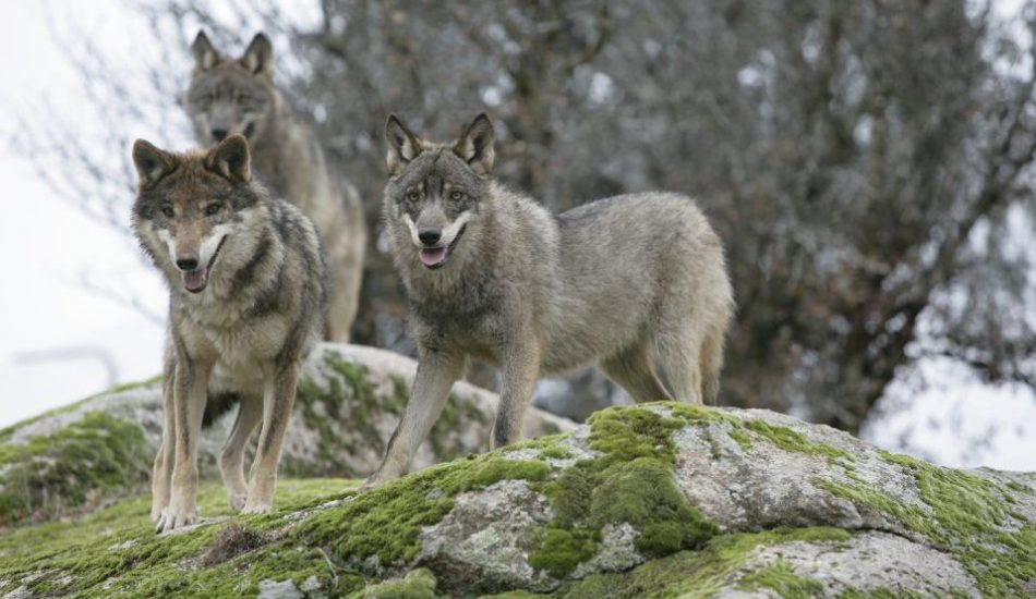 Batidas de lobo clandestinas e ilegales en el Parque Nacional Picos de Europa