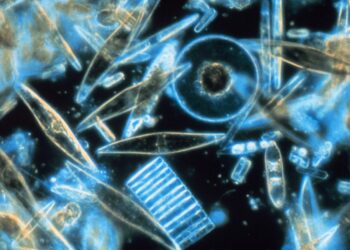 La disminución de plancton podría hacer colapsar la red alimenticia de los océanos