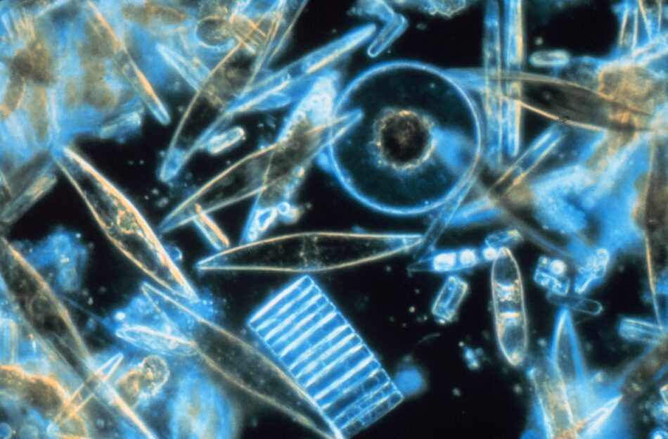 La disminución de plancton podría hacer colapsar la red alimenticia de los océanos
