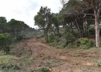Catalunya en Comú Podem demana sancions per la tala d’arbres a Aigua Xelida