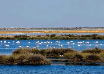 EQUO considera que la declaración de sobrexplotación del acuífero de Doñana llega tarde