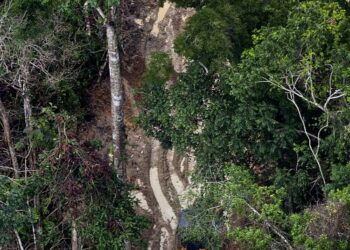 Greenpeace denuncia diante da Fiscalía de Medio Ambiente de Galicia a falta de controis que eviten a entrada de madeira ilegal en España