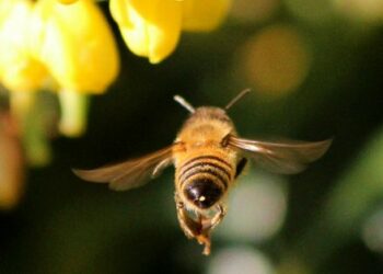 EQUO reprocha al Gobierno su falta de ambición en el plan para garantizar la biodiversidad de los insectos