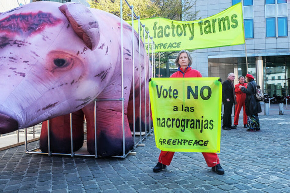 Greenpeace lleva un cerdo gigante a Bruselas para exigir el fin de las macrogranjas