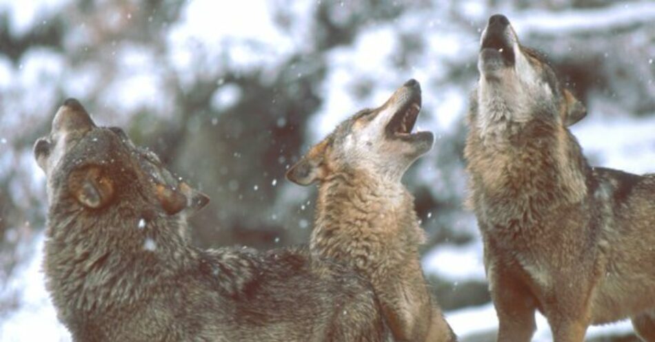 Ecologistas en Acción denuncia la persecución del lobo en el Parque Nacional de los Picos de Europa
