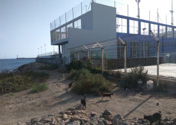 Equo Verdes Almería apoya una ciudad amable para las personas y los animales