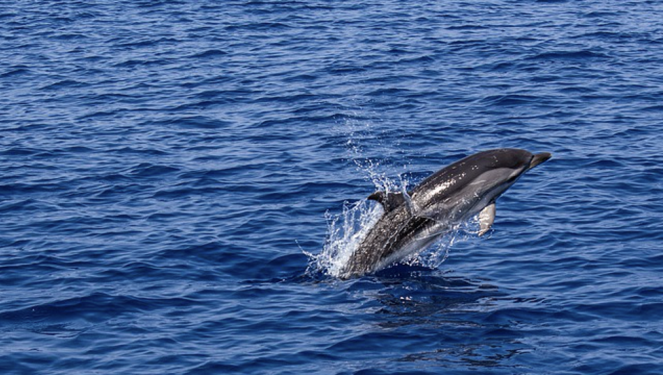 ‘Salvemos nuestros mares’, un llamamiento para el Día Mundial de los Océanos