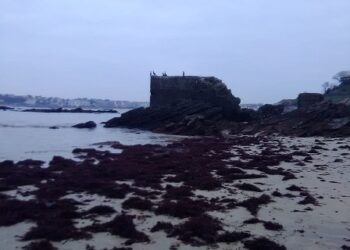 Las algas Gelidium, los bosques submarinos de la costa cantábrica, en estado vulnerable