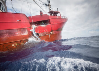 La flota pesquera española es responsable de la captura de la mayor parte de los tiburones en la Unión Europea