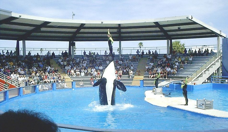 El estrés crónico acorta la vida de las orcas en cautividad