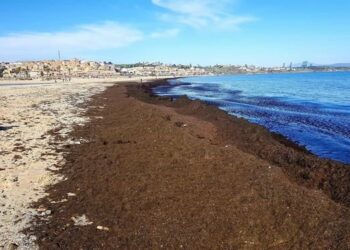 García Sempere pide al Gobierno que detalle si va a tomar medidas “para luchar contra la invasión de algas asiáticas que asolan amplias zonas de costa del Estrecho”