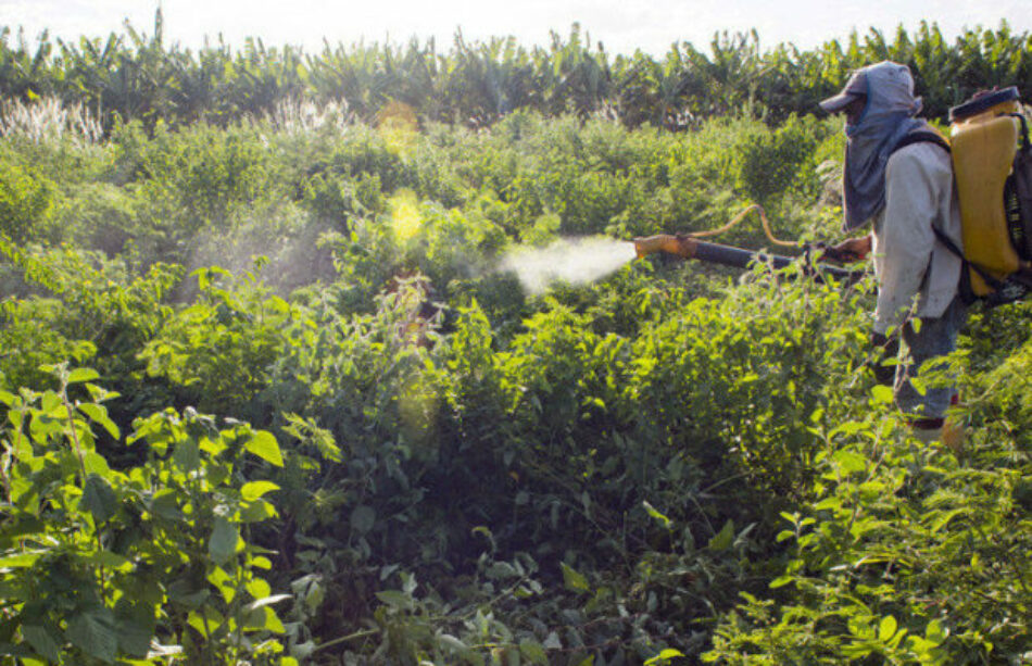 Brasil. El Gobierno aprueba el uso de 51 agrotóxicos y bate récord de liberación de pesticidas