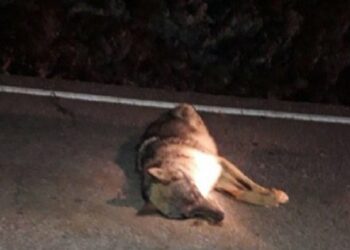 Los atropellos de lobo en la autovía A-1 y la carretera N-110 ponen en riesgo a la especie en el Sistema Central