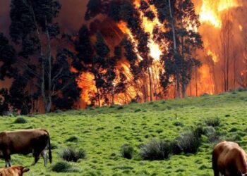 Los incendios forestales en España queman 53.119 hectáreas en lo que va de año, casi cinco veces más que en 2018