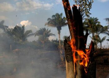 Brasil. Denuncian que en grupos de wasap hacendados coordinaron prender fuego a la Amazonia / Apoyaban así a Bolsonaro