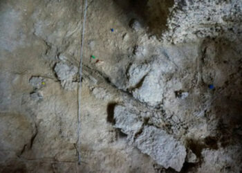 Hallan restos de madera usados por neandertales hace unos 60.000 años