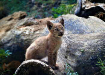 Nace el primer lince boreal en el Pirineo desde hace más de un siglo