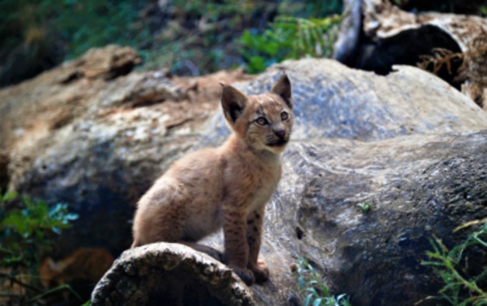 Nace el primer lince boreal en el Pirineo desde hace más de un siglo